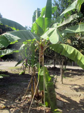 Банан вне плантации (на территории ТЭС).