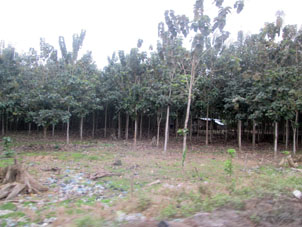 Посадки фруктовых деревьев (скорее всего инжира) по дороге из Мачалы и Гуаякиль.