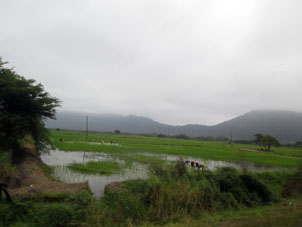 Сельский пейзаж вдоль дороги из Мачалы в Гуаякилиь.