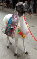 Перуанское домашнее животное похожее на ламу и альпаку на перуанском базаре.