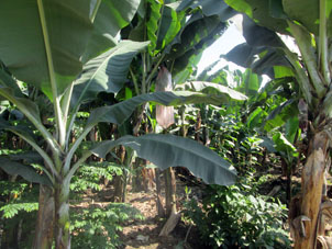 Банановая плантация недалеко от Мачалы.