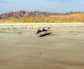 Бреющий полёт пеликана над песком.