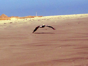 Бреющий полёт пеликана над песком.