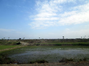 Перуанское рисовое поле.