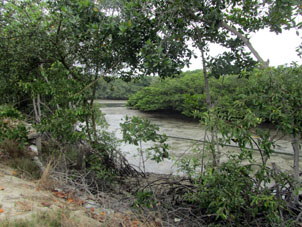 Отлив в мангровой протоке.