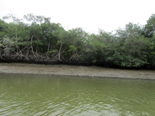 Отлив в мангровой протоке.