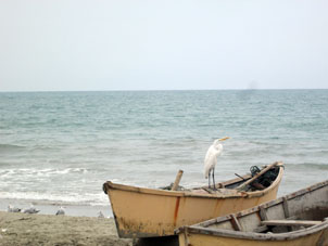 Цапля в лодке на тихоокеанском берегу в Сан-Пабло (провинция Санта Элена).