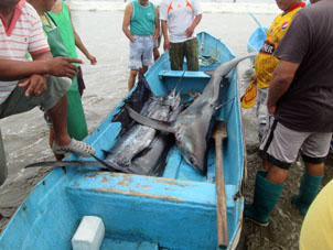 Акул в Эквадоре ловить нельзя, но если попадёт в сети, допускается её оставить.