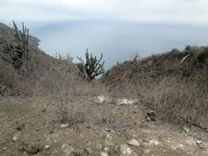 Растительность острова Ла Плата.