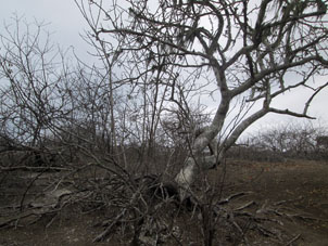 Дерево Пало Санто. Из его сока делают духи, отпугивающие комаров. Также комаров отпугивает дым при сжигании сухостоя этого дерева.