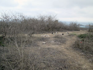Туристическая тропа проходит по местам гнездования голуболапых чаек.