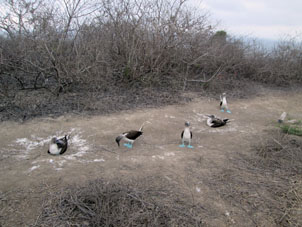 Туристическая тропа проходит по местам гнездования голуболапых чаек.