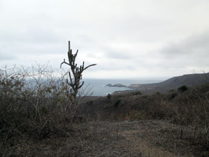 Растительность острова Ла Плата.