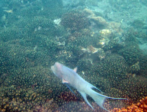 Среди кораллов Мачалильи.
