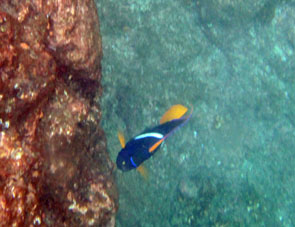 Среди кораллов Мачалильи.