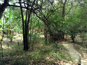Лес и плантации в общине Агуа Бланка, где проживает триста семей..