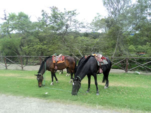 Прогулочные лошадки в парке Хипиро.