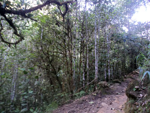 Эти тропические деревца со светлой корой иногда кажутся берёзками.