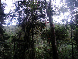 Заповедный тропический лес Эквадорской Амазонии.