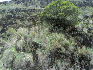 Растительность высокогорных склонов. 