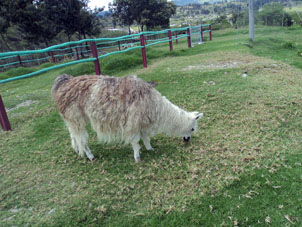 Лама в лоханском зоопарке.