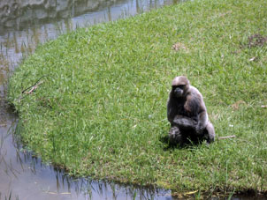 Обезьяна на обезьяньем острове зоопарка.