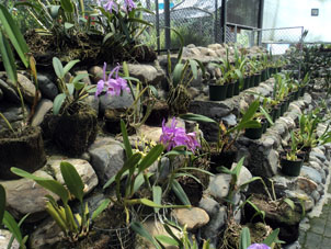 Орхидейная оранжерея в ботаническом саду.
