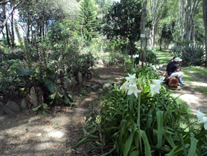 Лилии на открытой площадке лоханского ботанического сада.