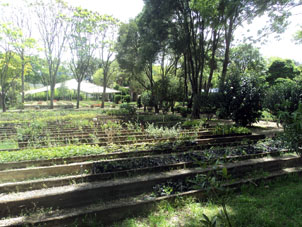 Питомник лоханского ботанического сада.