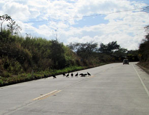 Гальинасы всегда придут к сбитому на дороге, будь то пресмыкающееся или млекопитающее.