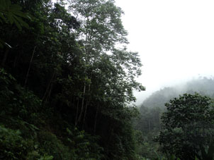 Горный тропический дождевой лес в Эль Оро.