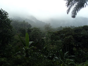 Горный тропический дождевой лес в Эль Оро.