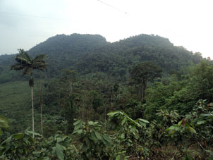 Горные леса в уезде Эль Гуабо.