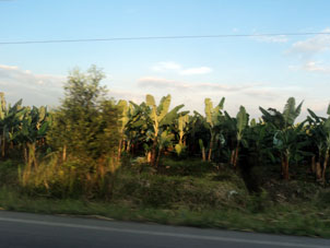 Обновление банановой плантации.