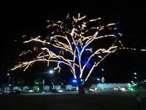 Празднично украшенное дерево в Мачале.