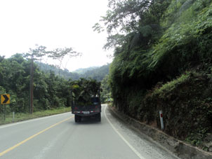 Перевозка пальм в провинции Эль Оро.