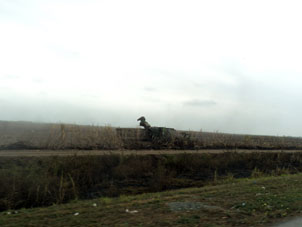 Уборка сахарного тростника комбайнами в провинции Гуаяс.