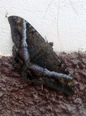 Бабочка на площади в Саруме (провинция Эль Оро).