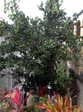 Апельсиновое дерево в Саруме.