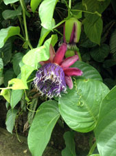Цветок в провинции Эль Оро. Сарума.