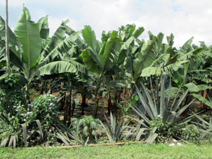 Банановая плантация у дороги.