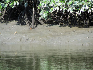 На мангровой отмели показались крабы.