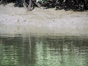 Манящие крабы на илистом берегу в манграх во время отлива.