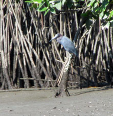 Птица на илистом берегу среди мангровых зарослей во время отлива.