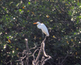 Белая цапля на вершине мангрового дерева.