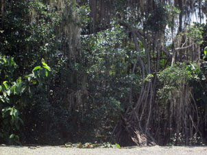 Корни мангрового дерева.