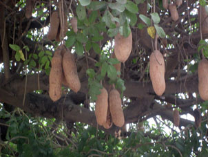 Вот такие плоды растут на дереве на главной площади города (название дерева не знаю).