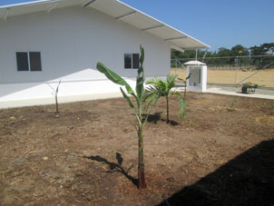 В стройгородке нам посадили пальму и бананы.