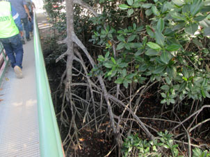 Переходим по мостику канал и видим корни мангрового дерева.