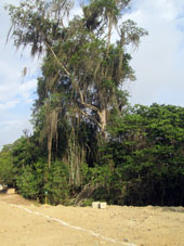 Мангровое дерево.